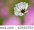 Autumn flowers, one wheel cosmos and background blur 42693350