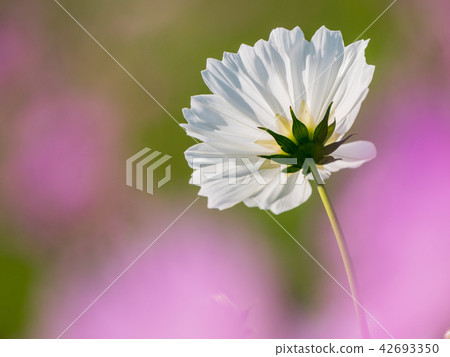 Autumn flowers, one wheel cosmos and background blur Autumn flowers, one wheel cosmos and background blur 42693350
