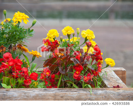 花_13 花_13 42693886