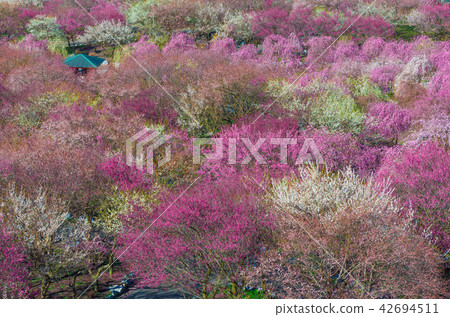 Inabe City Bairin Park 42694511