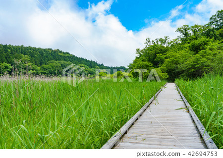 栃木縣那須鹽原大沼公園耀西蘭布蘭特(7月) 栃木縣那須鹽原大沼公園耀西蘭布蘭特(7月) 42694753