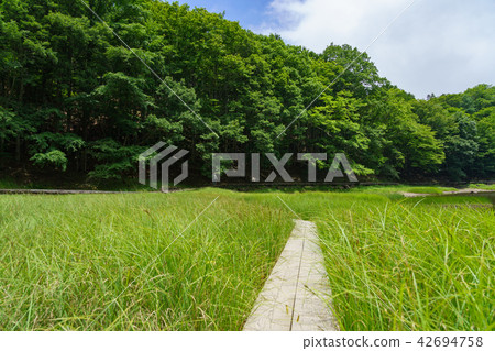栃木縣那須鹽原大沼公園大沼(7月) 栃木縣那須鹽原大沼公園大沼(7月) 42694758