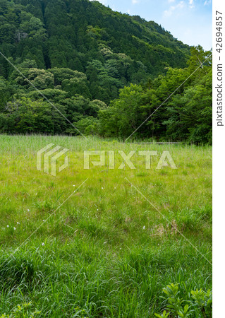 Yoshinuma Nasushiobara Tochigi Prefecture (July) 42694857