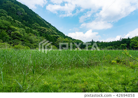 Yoshinuma Nasushiobara Tochigi Prefecture (July) 42694858