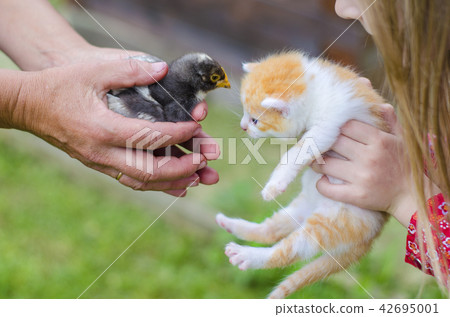 How to get acquainted kitten and chicken. 42695001