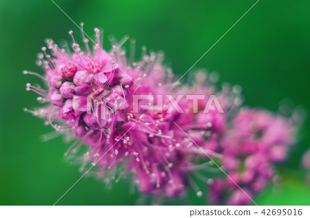Purple blooming Spiraea salicifolia flowers. 42695016