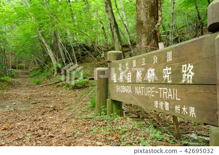 栃木縣Nagosuhara Shiobara自然研究路富士山（神社富士）（7月） 42695032