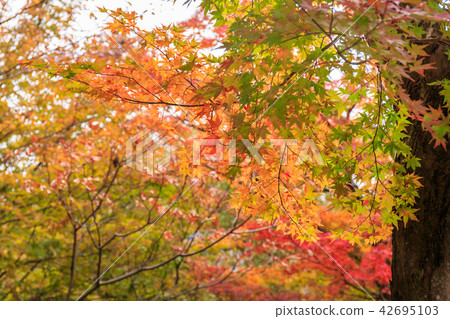 栃木縣彩楓（11月） 42695103