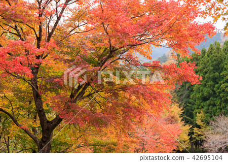 栃木縣彩楓（11月） 42695104