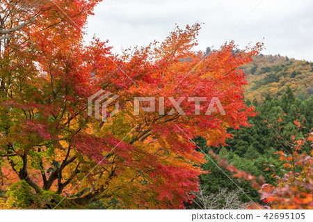 栃木縣彩楓（11月） 42695105