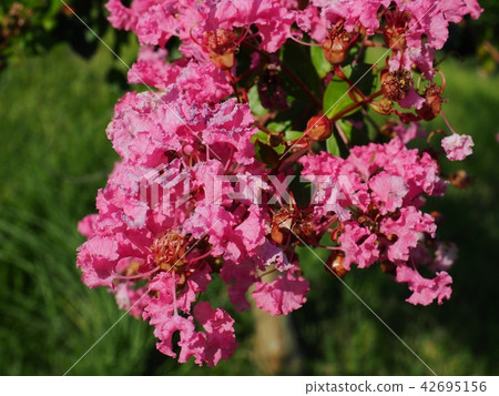 縐紗花 縐紗花 42695156