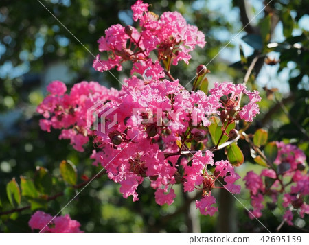Flower of crape mybs Flower of crape mybs 42695159