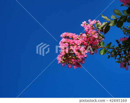 Flower of crape mybs 42695169