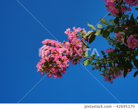 Flower of crape mybs 42695170