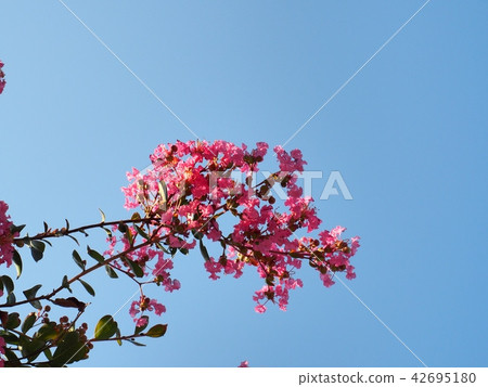 Flower of crape mybs 42695180