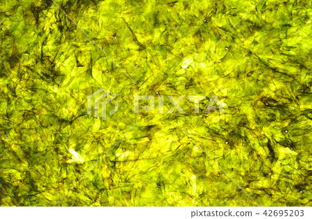 Seaweed 42695203
