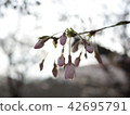 櫻桃芽 42695791