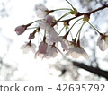 櫻花 42695792