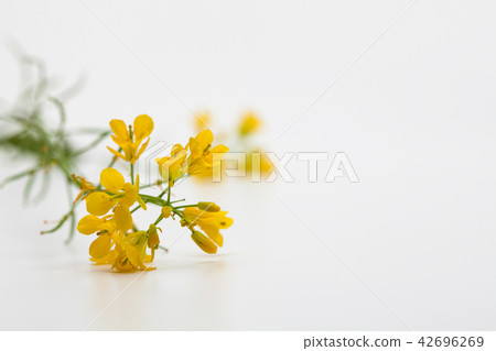 Bouquet view of canola flower on white background Bouquet view of canola flower on white background 42696269