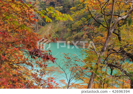 Autumn leaves of the Nasushiobara Shiobara Valley sidewalk in Tochigi Prefecture (November) Autumn leaves of the Nasushiobara Shiobara Valley sidewalk in Tochigi Prefecture (November) 42696394