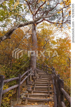 Autumn leaves of the Nasushiobara Shiobara Valley sidewalk in Tochigi Prefecture (November) Autumn leaves of the Nasushiobara Shiobara Valley sidewalk in Tochigi Prefecture (November) 42696395