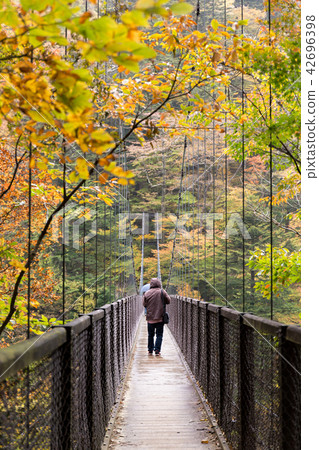Retrospective suspension bridge (November), colored leaves along the Shiobara Gorge sidewalk, Nasushiobara, Tochigi Prefecture 42696398