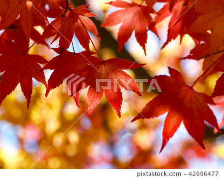 Yellow red maple leaf Yellow red maple leaf 42696477