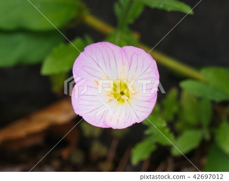 Pink Evening Primrose Asia Pink Evening Primrose Asia 42697012