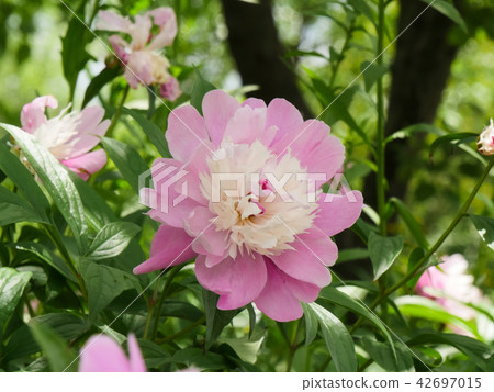 Pink Peony Floral in south korea Pink Peony Floral in south korea 42697015
