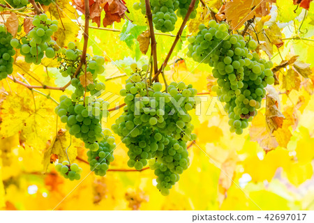bunch of white grape vine hanging on a brunch bunch of white grape vine hanging on a brunch 42697017