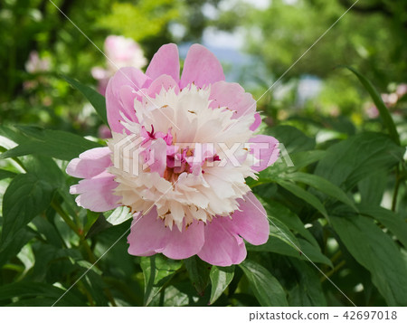 Pink Peony Floral in south korea Pink Peony Floral in south korea 42697018