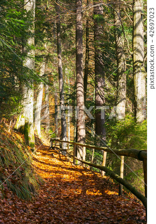 forest path covered in weathered foliage 42697023