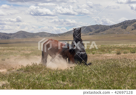 Wild Horses Fighting Wild Horses Fighting 42697128