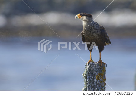 Southern Caracara 42697129