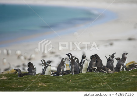 Penguins on Bleaker Island 42697130