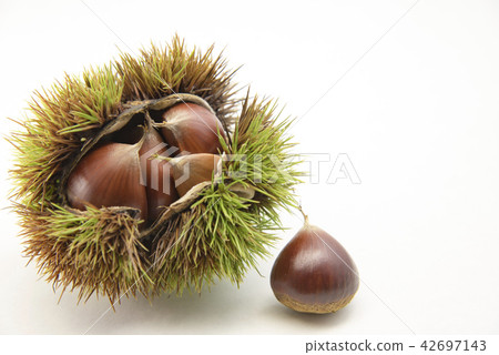 [Autumn taste chestnut] 42697143