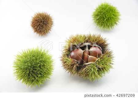 [Autumn taste chestnut] 42697209