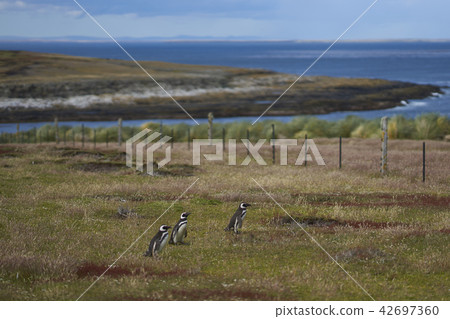 Grasslands of Bleaker Island 42697360