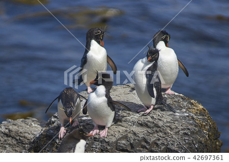 Rockhopper Penguins preening 42697361