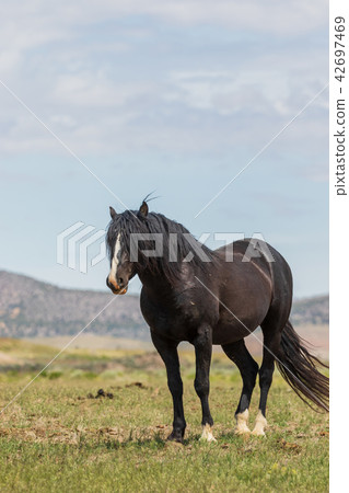 Wild Horse Stallion in Utah Wild Horse Stallion in Utah 42697469