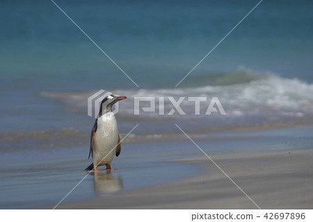 Gentoo Penguins coming ashore Gentoo Penguins coming ashore 42697896
