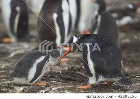 Gentoo Penguin and chick Gentoo Penguin and chick 42698156