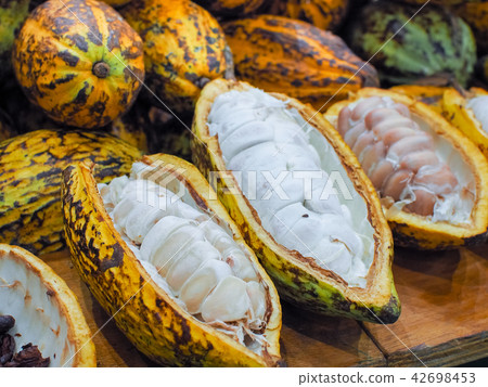 Fresh Cocoa Beans and Pods Fruit at a Cocoa Planta 42698453