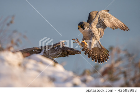 Peregrine Falcon  42698988