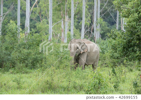 Asian elephants is eating solid in Thailand forest Asian elephants is eating solid in Thailand forest 42699155