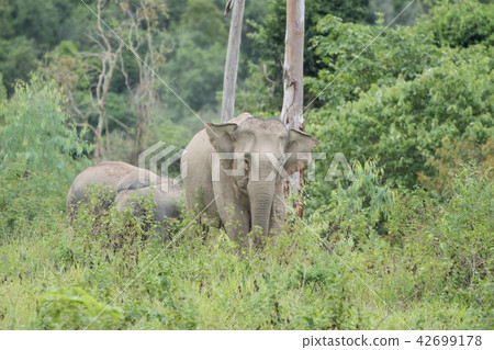 Asian elephants is eating solid in Thailand forest 42699178