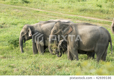 Asian elephants is eating solid in Thailand forest 42699186
