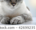 Close-up of cat lying on floor partial shown 42699235