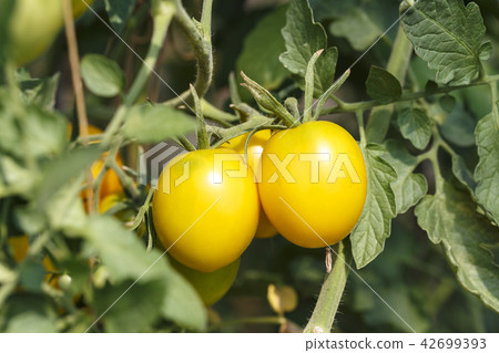yellow tomatoes on a branch 42699393