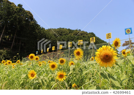Sunflower Yu Rice Farm 42699461